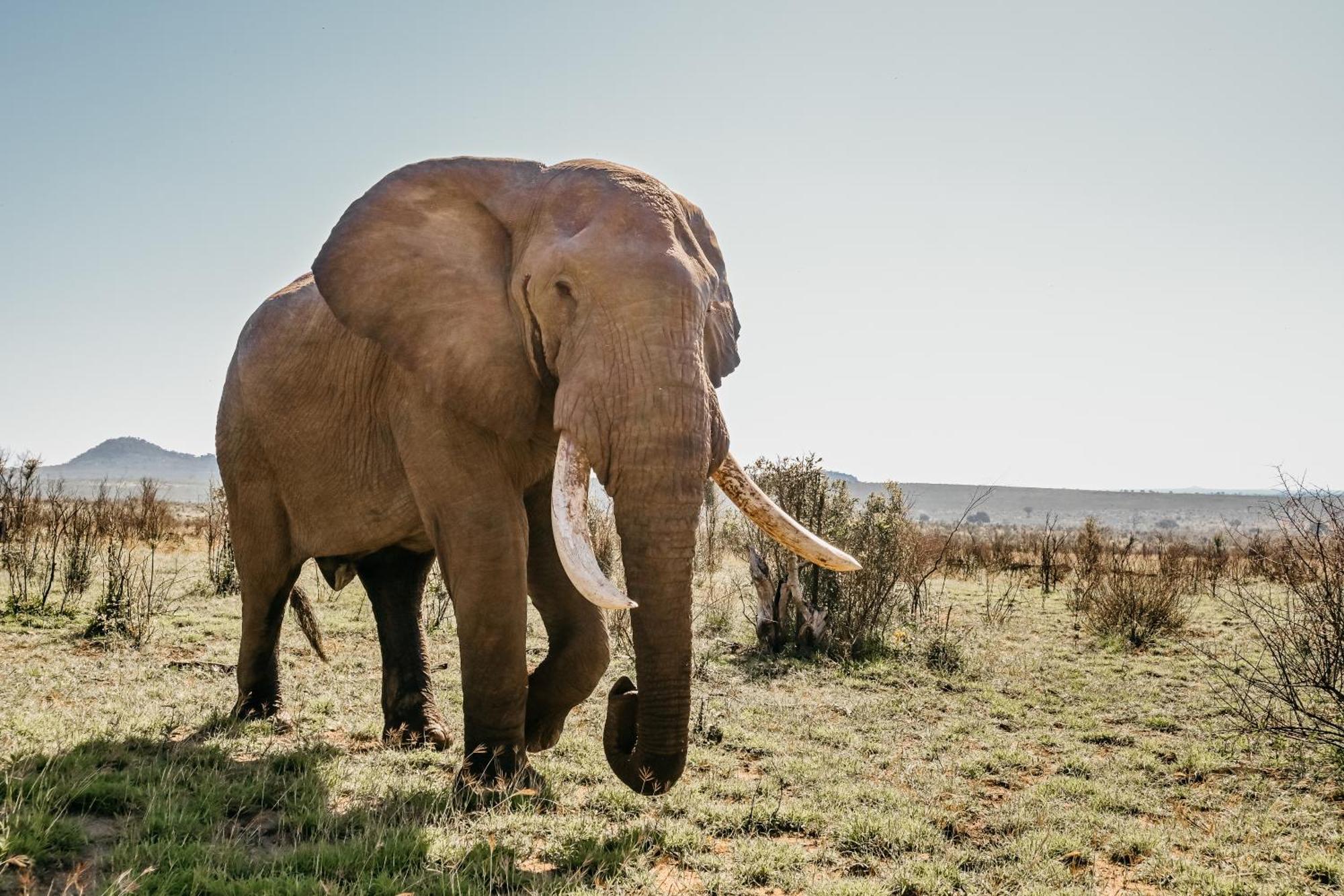 Mdluli Safari Lodge Hazyview Exteriör bild