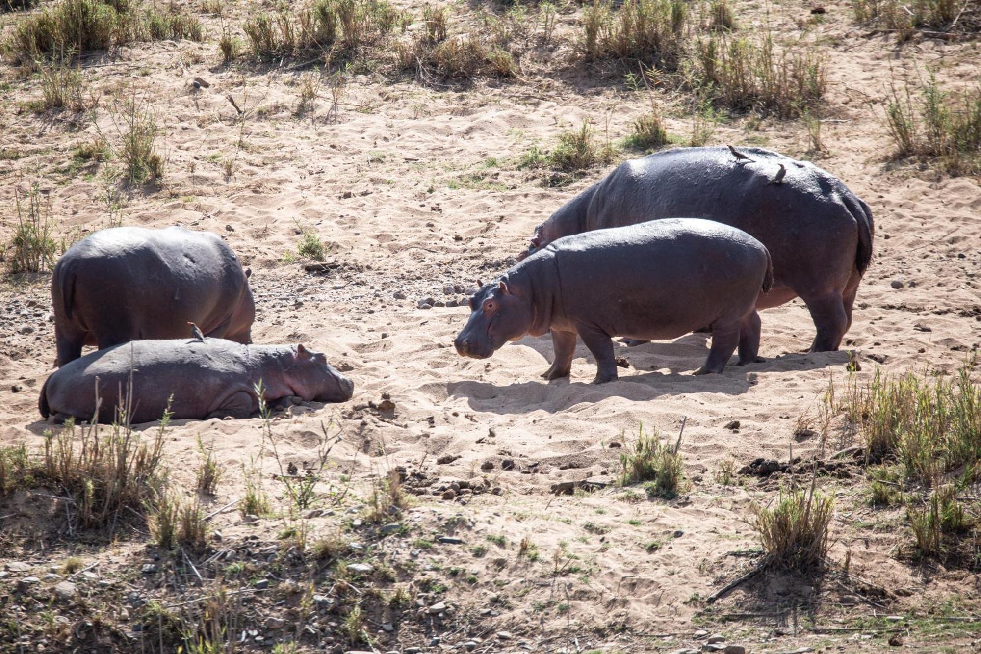 Mdluli Safari Lodge Hazyview Exteriör bild